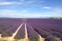 Half-Day Valensole Lavender Tour from Aix-en-Provence
