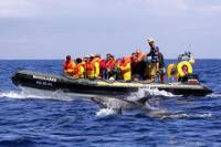 Half-Day Whale and Dolphin Watching Tour