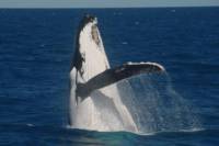 Half-Day Whale Watching Tour on the MV Whalesong