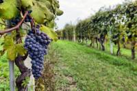 Half-Day Wine Country Tour
