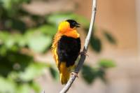 Hawaii Birdwatching Small Group Adventure Tour