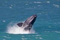Hermanus Day Trip with Seasonal Whale Watching
