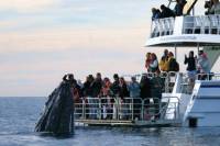 Hervey Bay Whale Watching Cruise