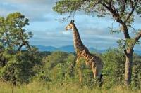 Hluhluwe Game Reserve Safari