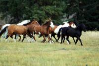 Horseback Riding in Ashcroft