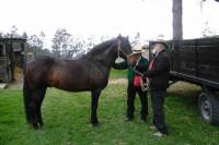 Horseback Riding Including Lunch