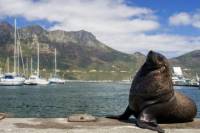 Hout Bay, Cape Peninsula and Optional Boulders Beach Penguins Day Trip from Cape Town