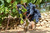 Hvar Wine Tour and Dalmatian Dinner