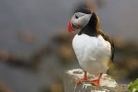 Iceland Super Saver: Puffin Cruise plus Whale-Watching Tour from Reykjavik