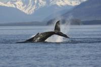 Icelandic Horse Riding Tour and Whale Watching Cruise from Reykjavik