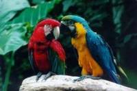 Iguassu Falls Bird Park General Admission Ticket and Tour