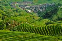 Incredible Longsheng Day Tour to Longji Rice Terraces and Zhuang Yao Culture from Guilin
