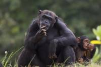 Jane Goodall Institute South Africa - Chimpanzee Eden Walking Tour