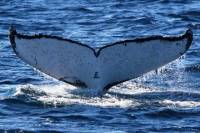 Jervis Bay Whale Watching Cruise