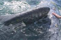 Journey of the Gray Whale: 5 Day Expedition