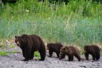 Juneau Shore Excursion: Exclusive Pack Creek Bear Viewing from Juneau