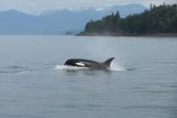 Juneau Shore Excursion: Whale-Watching Cruise, Glacier Visit and Crab Lunch or Dinner
