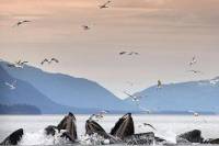 Juneau Whale-Watching Cruise and Salmon Hatchery Tour