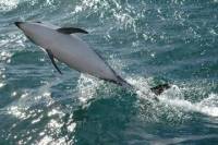 Kaikoura Whale and Dolphin Overnight Tour from Christchurch