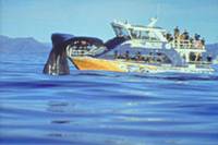 Kaikoura Whale Watch Day Tour from Christchurch