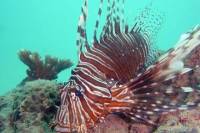 Kata Beach Scuba Diving