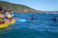 Kayak with Dolphin from Rainbow Beach