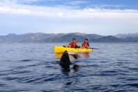 Kayaking Adventure in Kaikoura