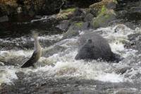 Ketchikan 3-hour Nature Hike