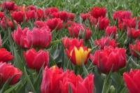 Keukenhof Garden Private Transfer with Entrance Tickets