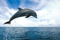 Key West Dolphin Watch and Snorkel Cruise