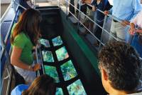 Key West Glass-Bottom Boat Tour with Sunset Option