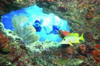 Key West Living Coral Reef Snorkel Adventure