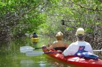 Key West Mangrove Kayak Eco Tour