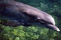 Key West Shore Excursion: Dolphin Watch and Snorkel Cruise