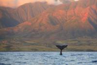 Kona Kayaking Tour: Wildlife and Snorkeling