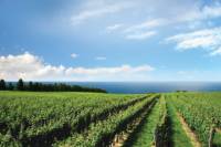 Konzelmann Estate Winery Tour and Tasting in Niagara-on-the-Lake