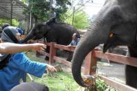 Kuala Gandah Elephant Sanctuary Tour from Kuala Lumpur