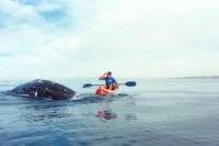 La Jolla Whale Watching Kayak Adventure