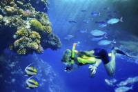 Lanai Snorkel and Dolphin Watch