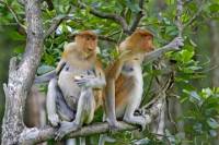 Langkawi Mangrove Forest and Eagle Watching Tour