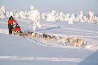 Lapland Christmas Husky Camp Visit and Sled Ride from Rovaniemi