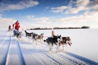 Lapland Husky Sled Ride from Yllas