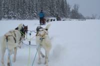 Lapland Husky Sled Safari from Tromso