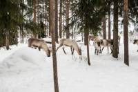 Lapland Reindeer and Husky Safari from Rovaniemi