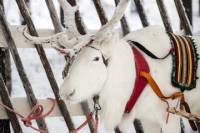 Lapland Reindeer Safari from Rovaniemi
