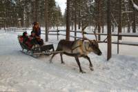 Lapland Reindeer Safari From Saariselkä