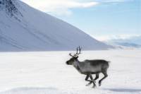 Lapland Reindeer Sleigh Ride from Ylläs