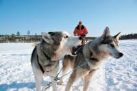 Lapland Snowmobile Safari to a Husky Farm from Rovaniemi Including Husky Sled Ride
