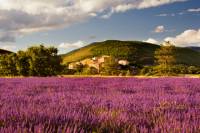Lavender Fields Tour from Avignon