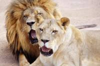 Lion Habitat Ranch: General Admission, Private Tour or Lion Tamer For a Day